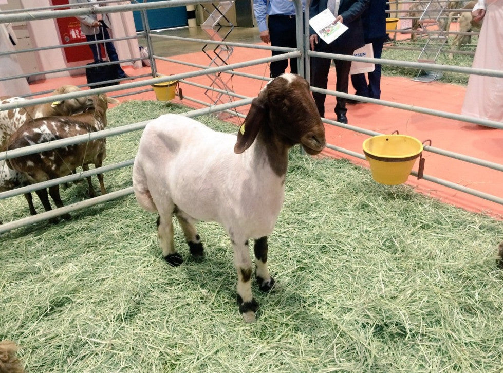 Livestock Demo with Real Animals at Trade Show